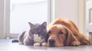 Το Σάββατο 28 και την Κυριακή 29 Μαΐου ενημερωνόμαστε για το πώς φροντίζουμε και παρέχουμε πρώτες βοήθειες στους τετράποδους φίλους μας