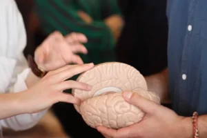 Εξερευνώντας τον Εγκέφαλο στο Σεράφειο