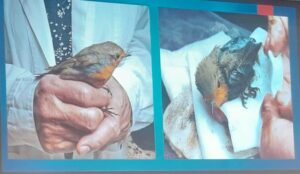 «Η άγρια πανίδα της Αθήνας στο χθες και στο σήμερα»