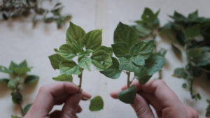 ΘΕΩΡΗΜΑΤΑ 4/2025 Βοτανολογίες: Ζητήματα οικολογίας στις σύγχρονες εικαστικές πρακτικές